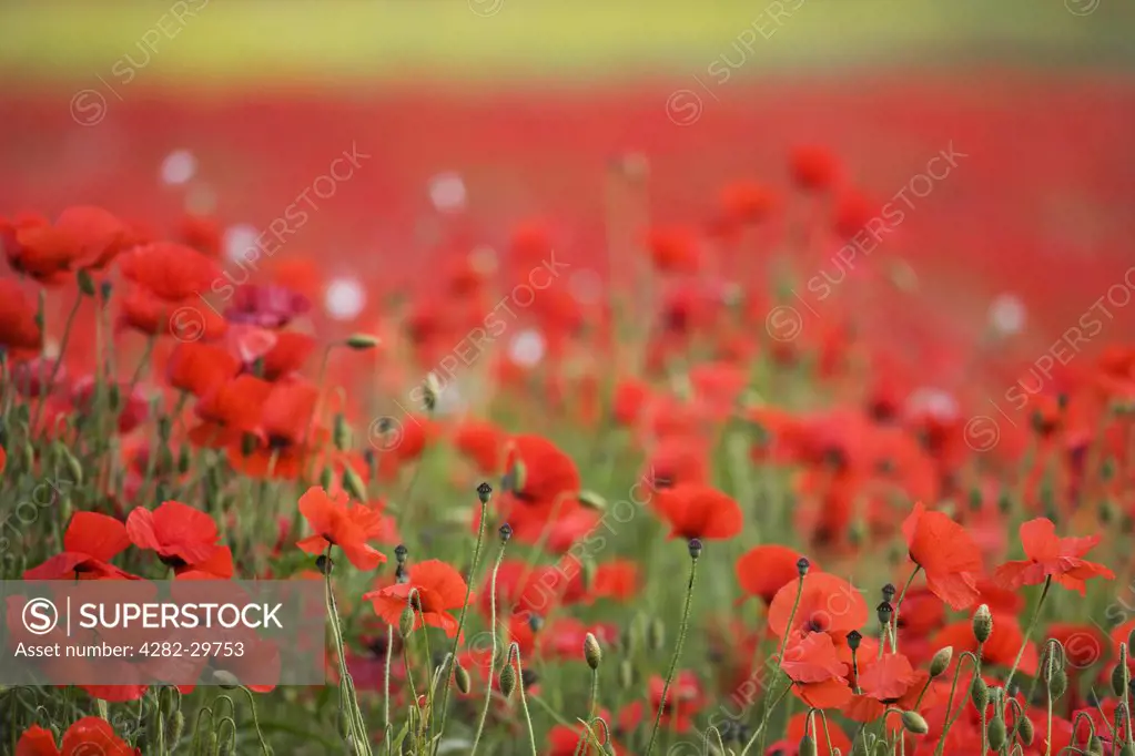 England, Northamptonshire, Overstone. Vivid red Poppies growing in a field.