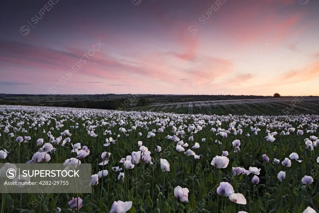 England, Northamptonshire, Northampton. A field of lilac Opium poppies (Papaver somniferum) at sunset.