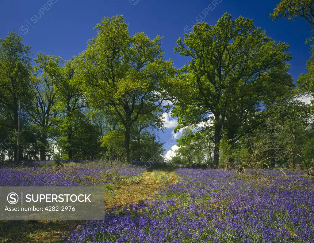 England, Surrey, Bucks Green. Bluebell wood in Surrey.