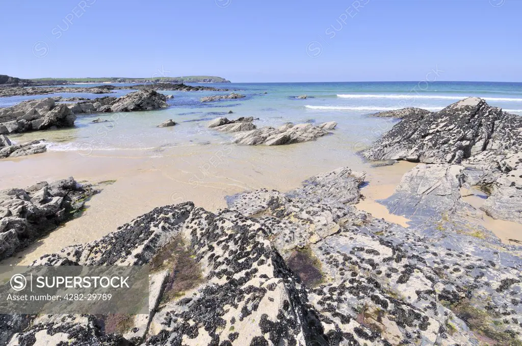 England, Cornwall, Constantine Bay. Beach with Common mussels (mytilus edulis) attached to rocks at low tide in Constantine bay.
