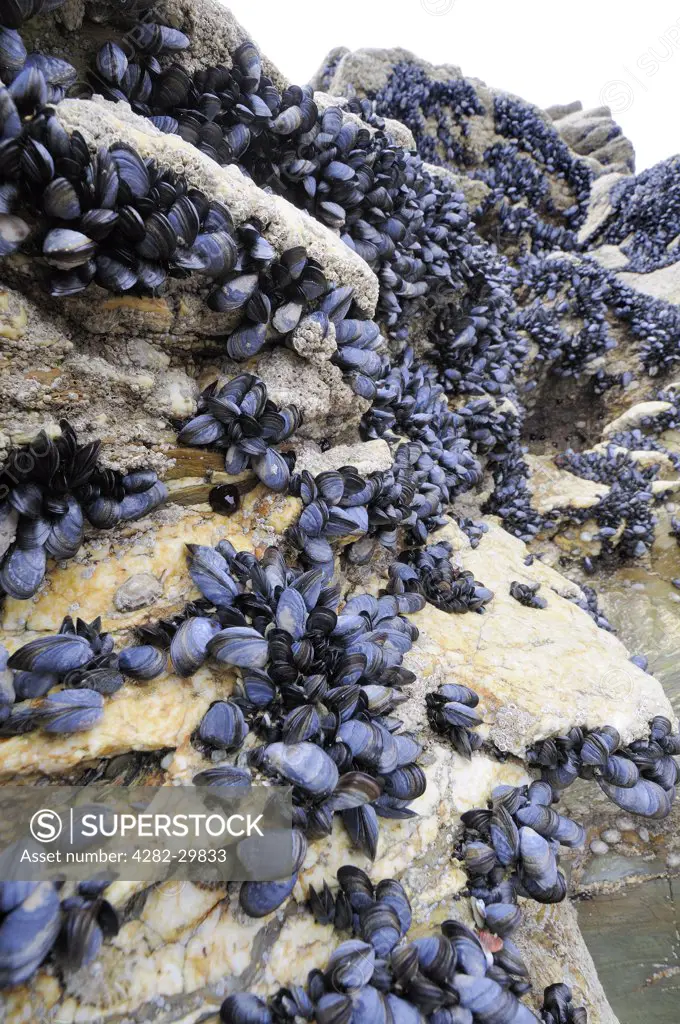 England, Cornwall. Common mussels (mytilus edulis) attached to rocks on shoreline.