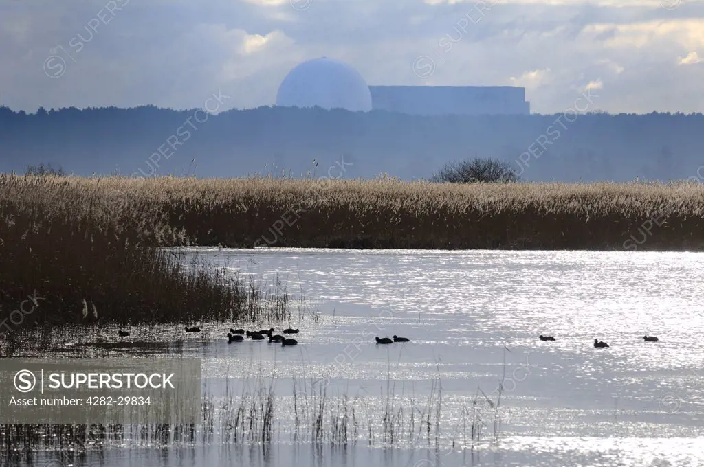 England, Suffolk, Minsmere. Waterfowl on a lake at Minsmere RSPB nature reserve, with Sizewell B nuclear power station in the distance.