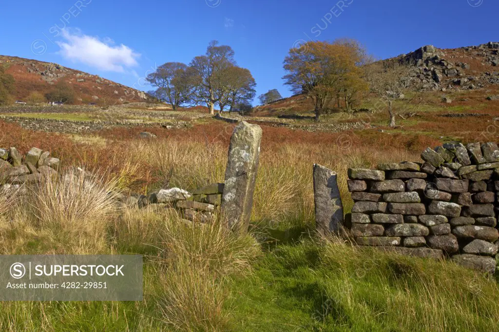 England, Derbyshire, Curbar. Path through drystone wall leading up to the gritstone escarpment of Baslow Edge above the village of Curbar in the Peak District National Park.