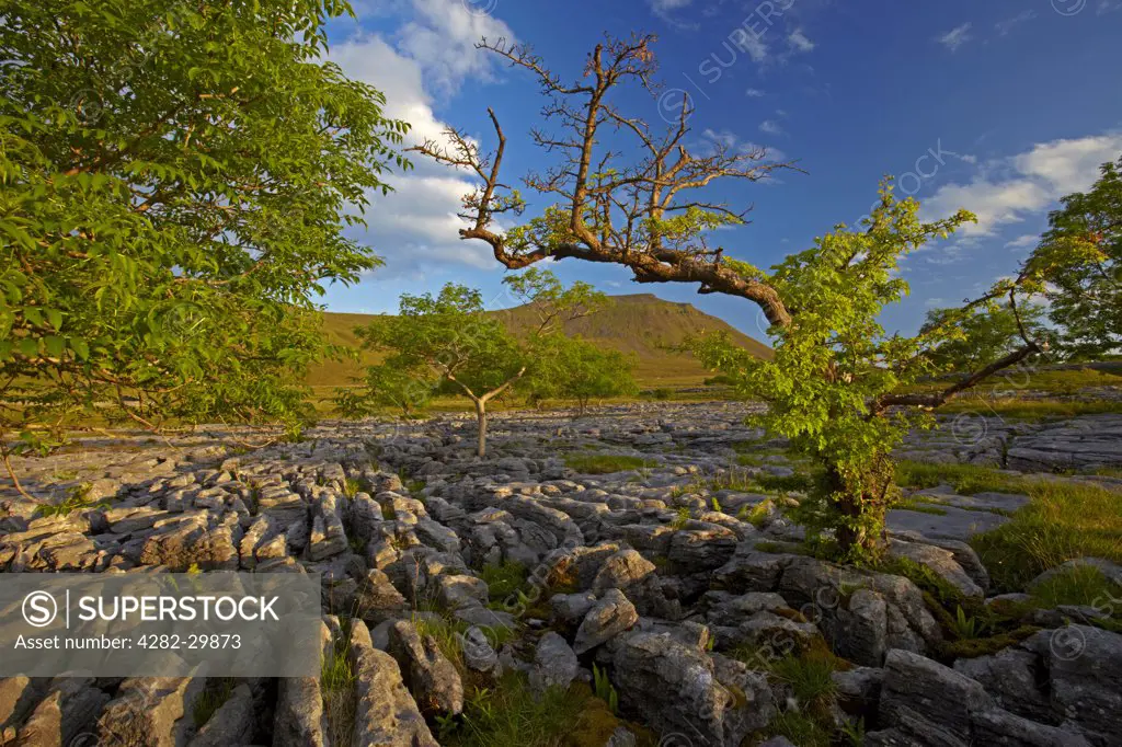England, North Yorkshire, Southerscales Nature Reserve. Ingleborough, one of Yorkshire's famous three peaks, seen from the limestone pavement of Southerscales Nature Reserve.