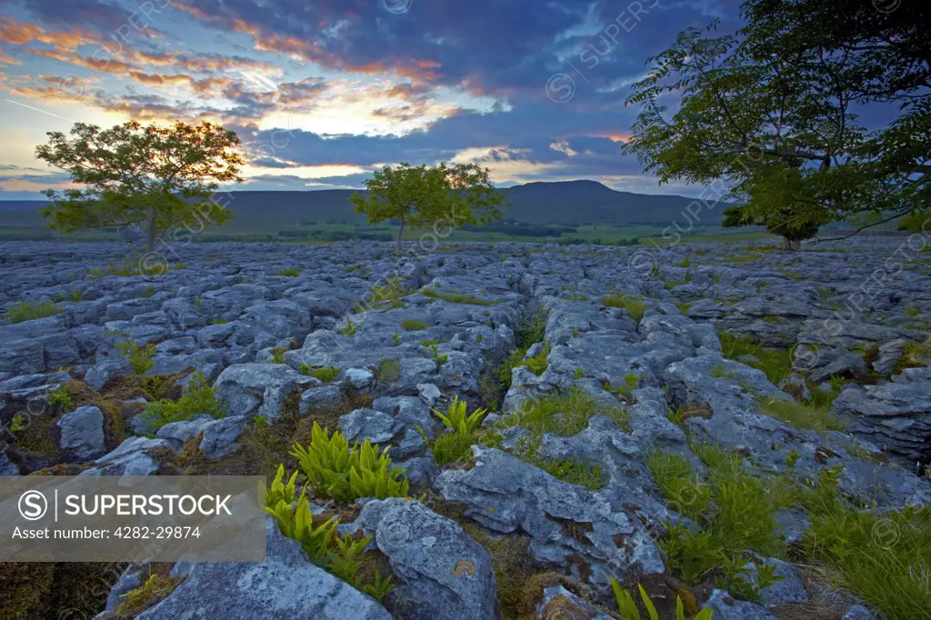 England, North Yorkshire, Southerscales Nature Reserve. Sunset over the rare species of ferns which grow out of the limestone pavement at Southerscales Nature Reserve. Whernside, the highest of Yorkshire's famous three peaks is in the background.