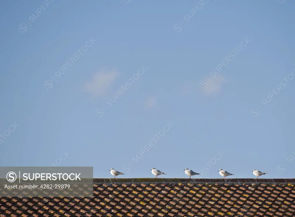 England, Essex, Leigh on Sea. Five seagulls perched on top of a tiled roof.