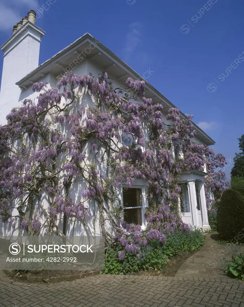 England, Surrey, Westcott. Blue skies over a Wisteria clad house in Westcott.