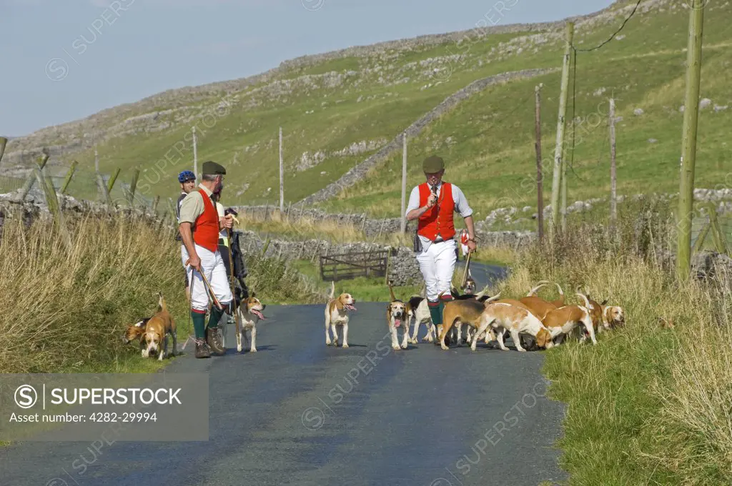 England, North Yorkshire, Littondale. Hound trailing along a lane in the Yorkshire Dales.