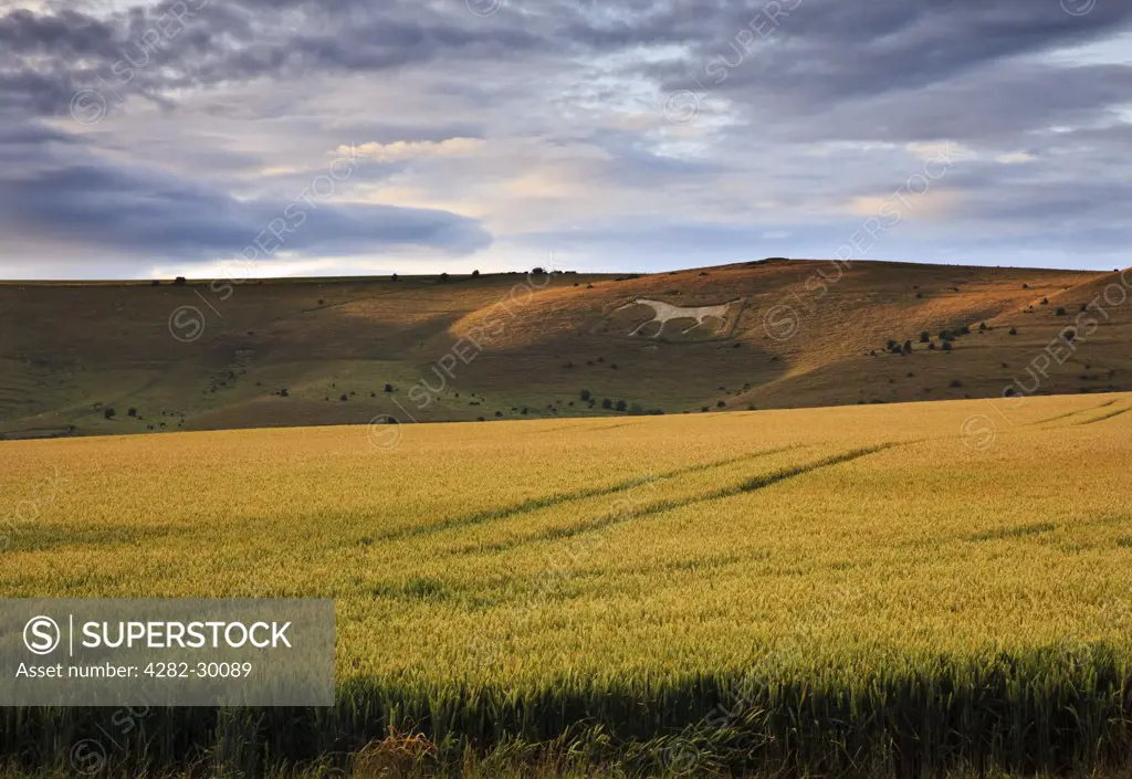 England, Wiltshire, Alton Barnes. The Alton Barnes white horse on Milk Hill looking out over Pewsey Vale.