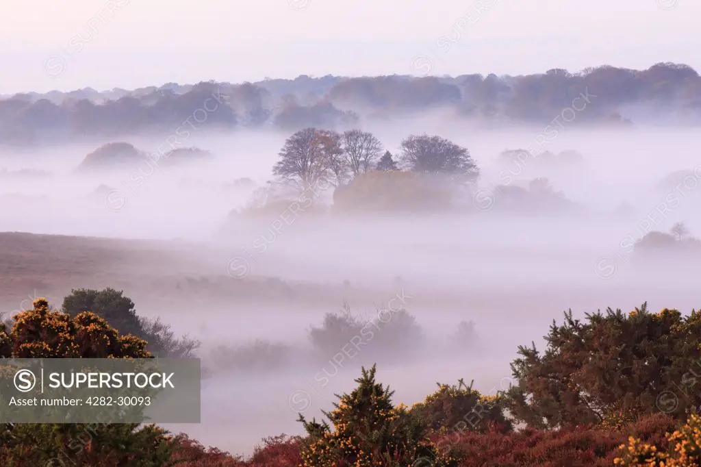 England, Hampshire, Bratley. Mist lingering in the valley at Bratley in the New Forest National Park.