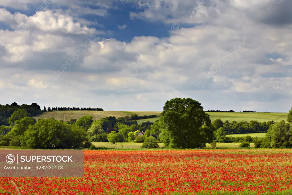 England, Wiltshire, Hanging Langford. A field of Poppies at Hanging Langford.