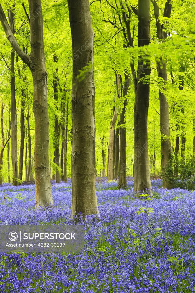 England, Wiltshire, Marlborough. A carpet of bluebells in West Woods near Marlborough.
