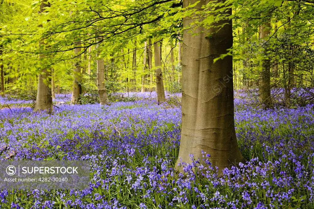 England, Wiltshire, Marlborough. A carpet of bluebells in West Woods near Marlborough.