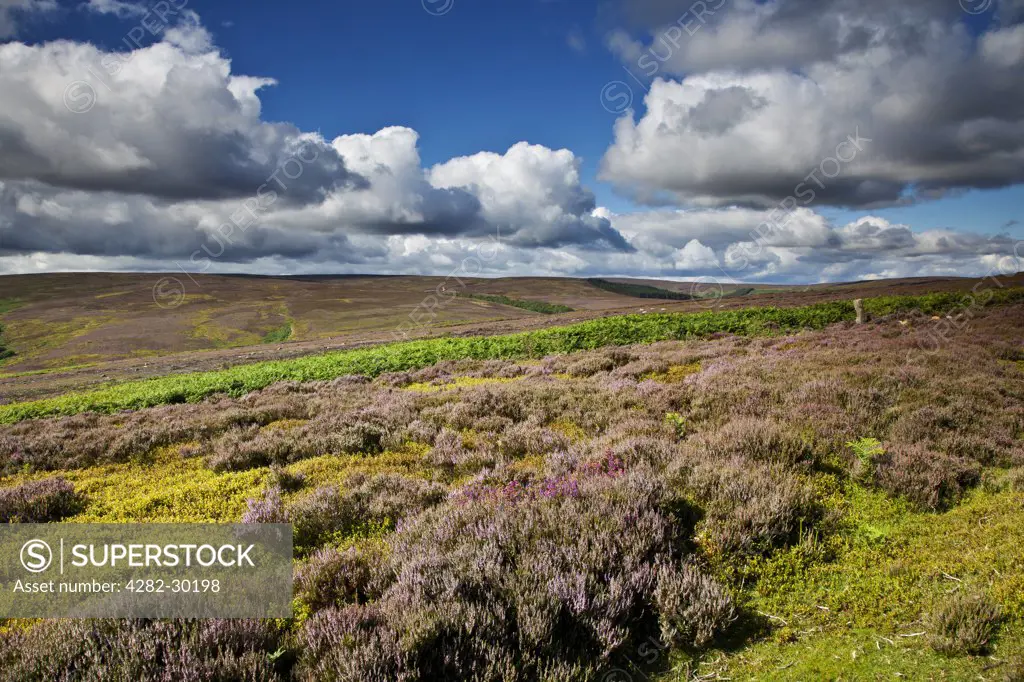 England, North Yorkshire, Kildale Moor. Baysdale viewed from Kildale Moor with heather in bloom in the North York Moors National Park.