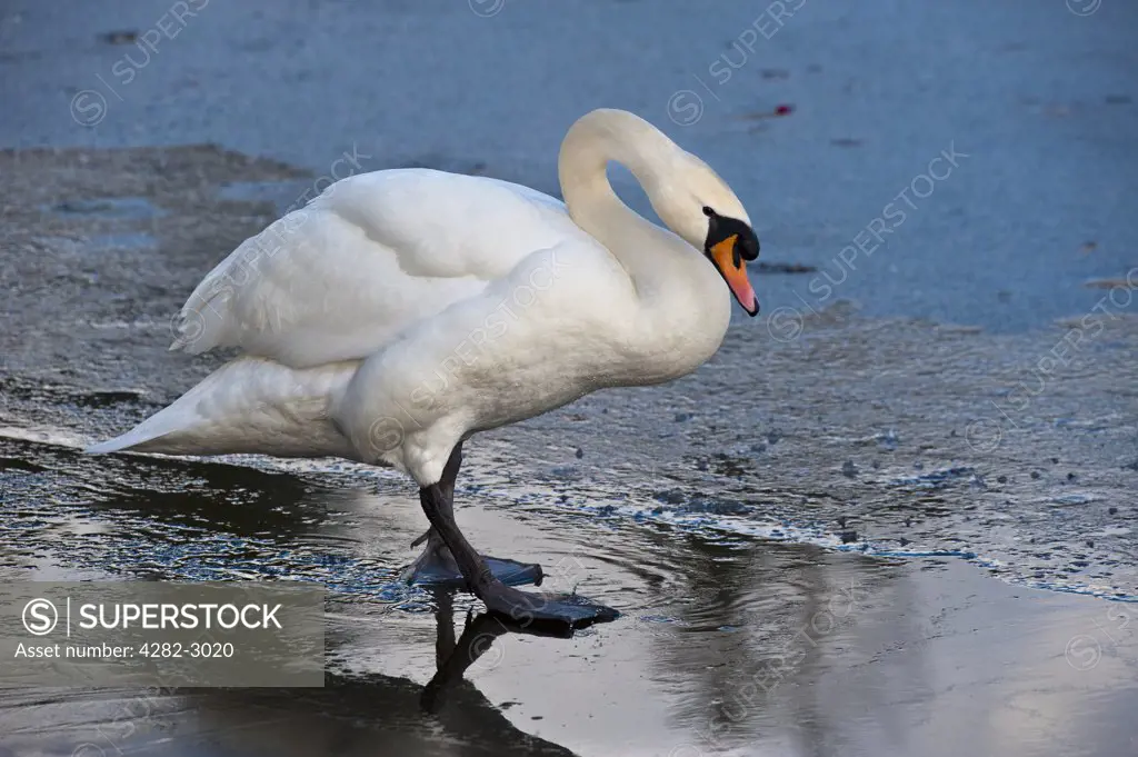 Scotland, South Lanarkshire, Lanark. A Swan on the shore of Lanark Loch in winter.