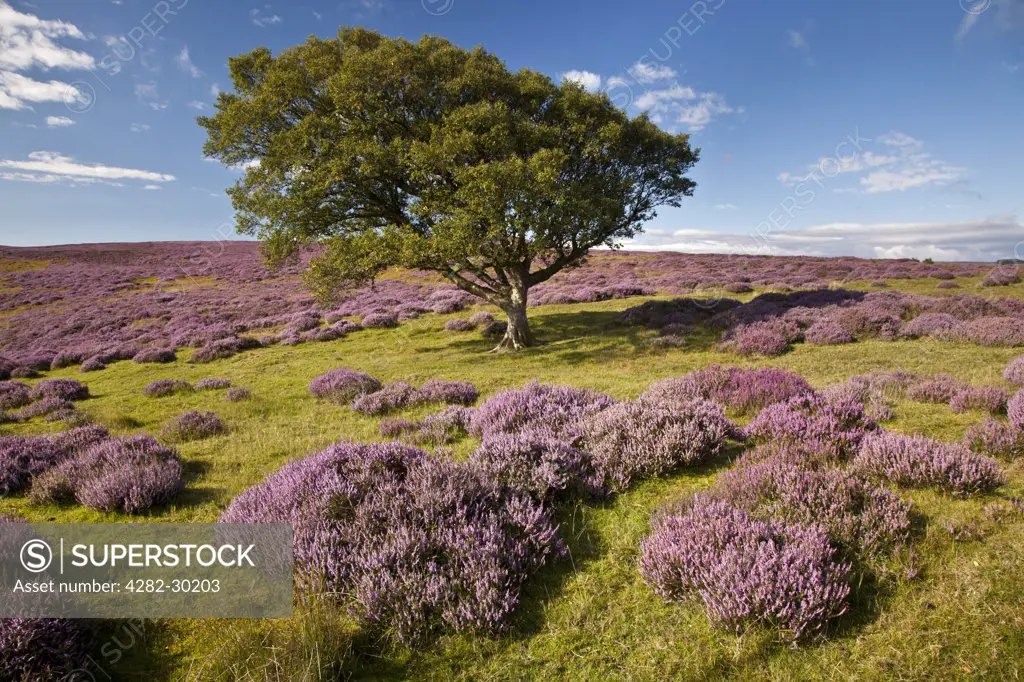 England, North Yorkshire, Birk Brow. Heather and Birch Tree on Lockwood Hills at Birk Brow in the North York Moors National Park.