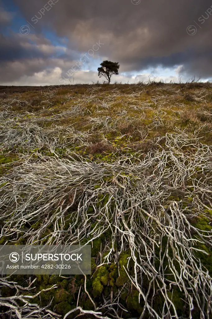 England, North Yorkshire, Commondale. A lone Pine tree on the North York Moors in Winter.
