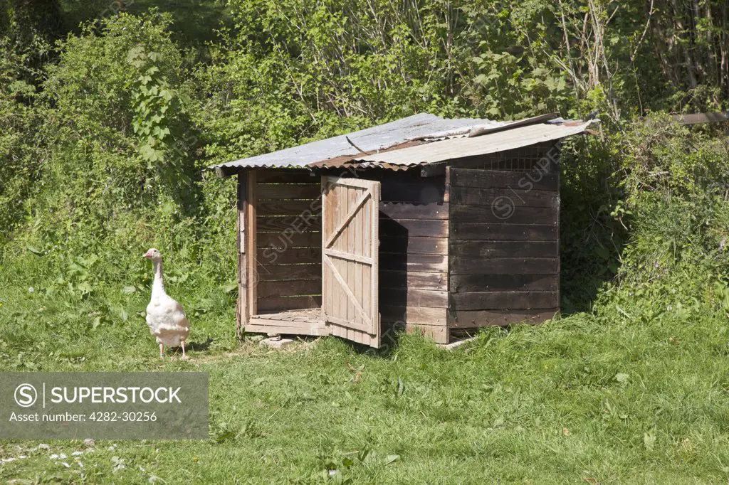 England, Devon, Plymouth. Goose by a make-shift shelter.