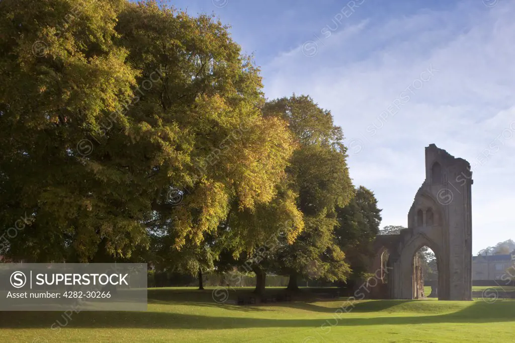 England, Somerset, Glastonbury. The remains of Glastonbury Abbey in Autumn splendor.