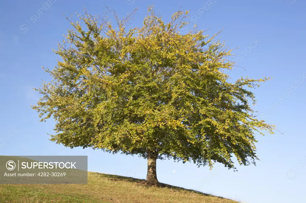 England, Somerset, Burrowbridge. A lone tree on a hillside in Autumn.