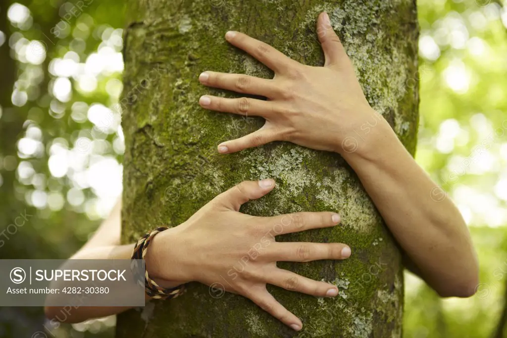 England. A pair of hands hugging a tree trunk.
