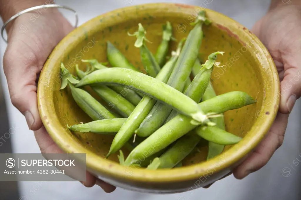 England. A bowl of freshly picked pea pods.