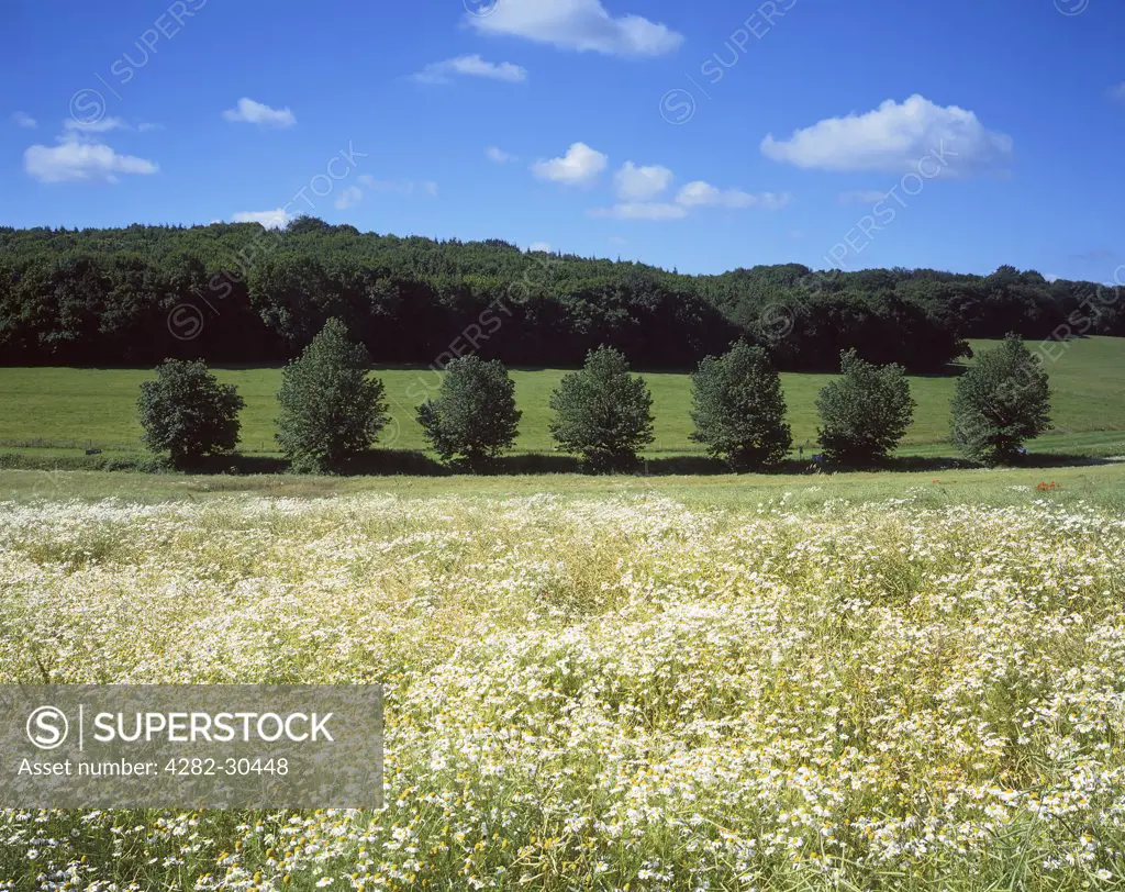 England, Hampshire, Near Petersfield. View across a Hampshire hay meadow towards woodland in mid summer.