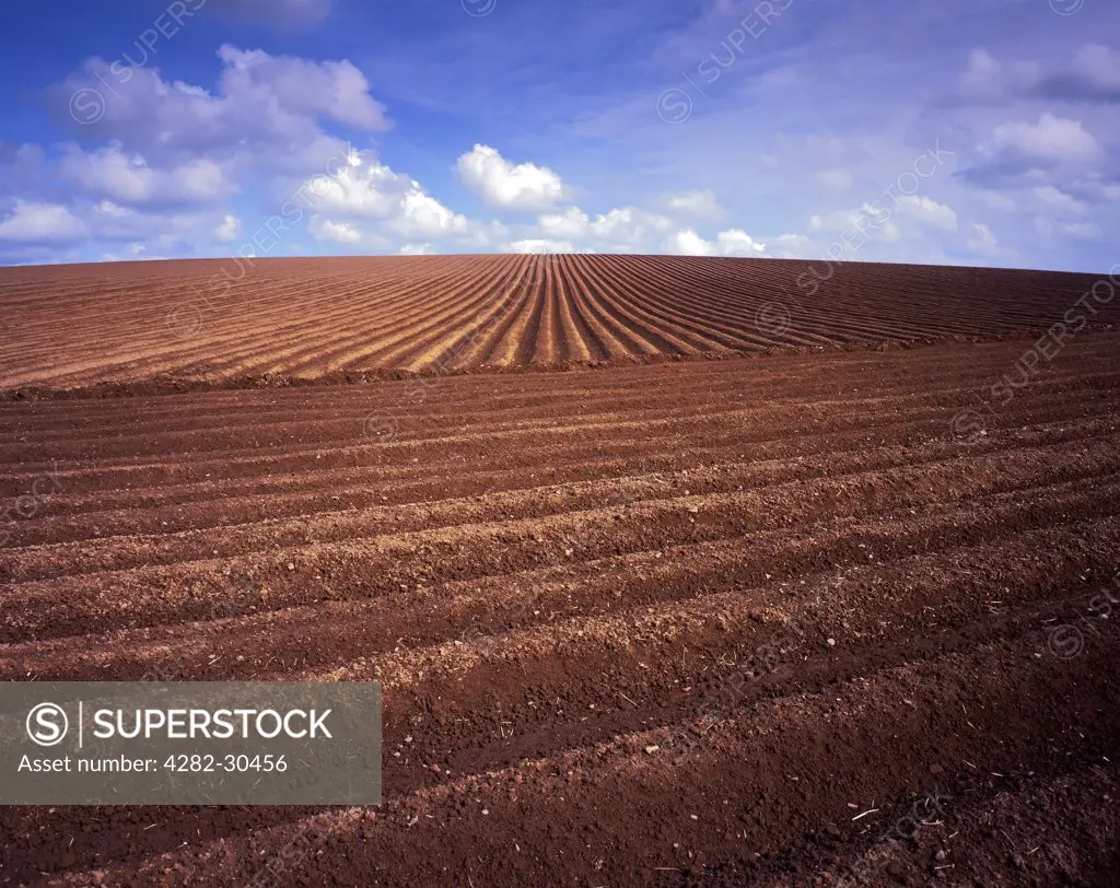 Wales, Wrexham, Near Wrexham. A freshly ploughed field in the rolling hills of North Wales.