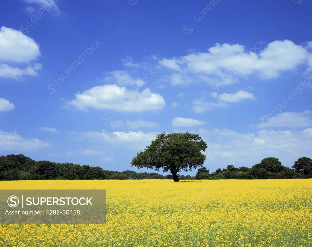 England, Merseyside, Landican. View across a vivid field of rape seed during Spring.