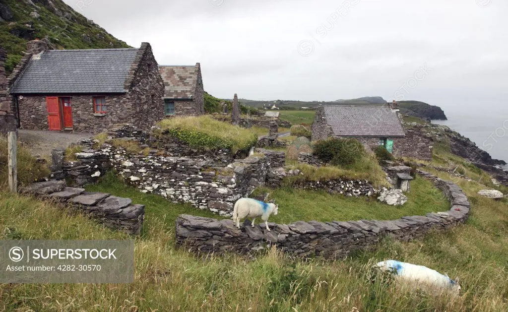 Republic of Ireland, County Kerry, Ballinskelligs. Sheep on a wall by restored cottages in Cill Rialaig, a deserted 18th century village that was due for demolition before being rescued by arts patron Noelle Campbell Sharpe and renovated to be an artists retreat where artists may stay free of charge.