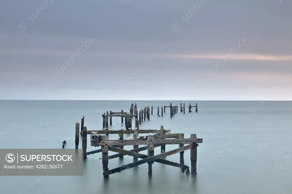 England, Dorset, Swanage. Seagulls perched on the rotting supports of the old wooden pier.