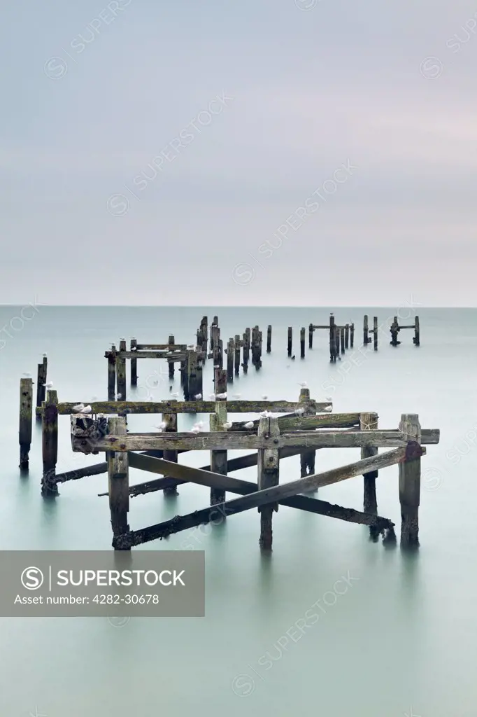 England, Dorset, Swanage. Seagulls perched on the rotting supports of the old wooden pier.