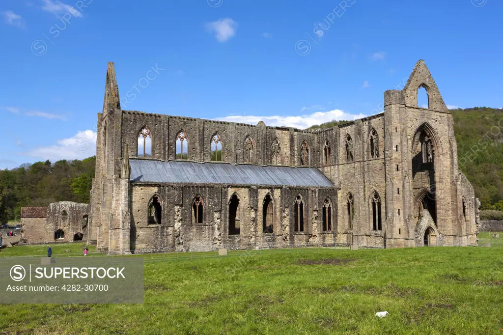 Wales, Monmouthshire, Tintern. The ruins of Tintern Abbey, a Cistercian Abbey founded in the 12th century by Walter de Clare, Lord of Chepstow.