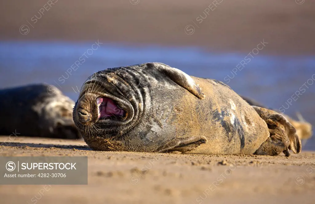 England, Lincolnshire, North Somercotes. North Atlantic Grey Seal (Halichoerus grypus) on a sandflat at the Donna Nook Nature Reserve.