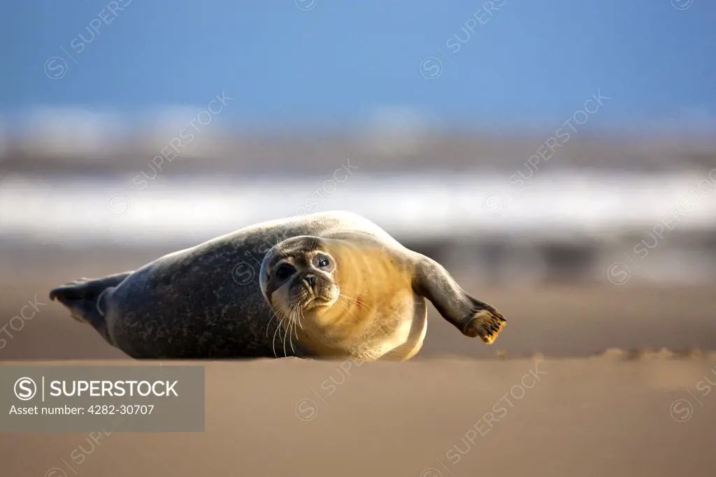England, Lincolnshire, North Somercotes. North Atlantic Grey Seal (Halichoerus grypus) on a sandflat at the Donna Nook Nature Reserve.