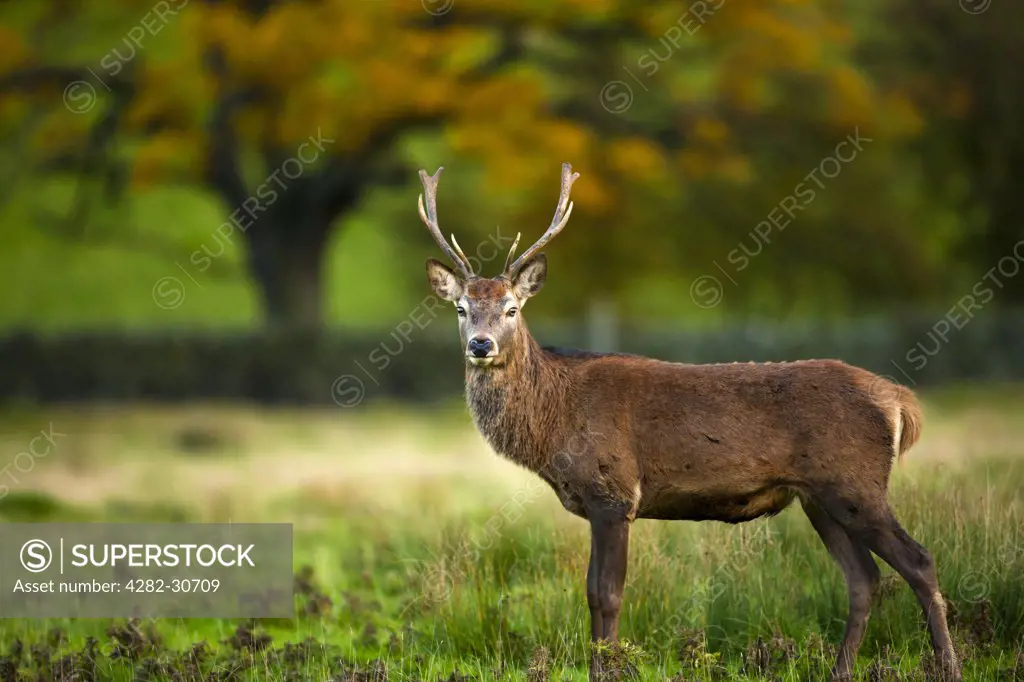 England, Leicestershire, Bradgate Park. Red Deer, Cervus elaphus in Bradgate Country Park, Leicestershires largest and most visited Country Park.
