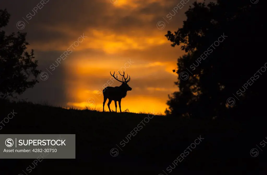 England, Leicestershire, Bradgate Park. Silhouette of a Red Deer (Cervus elaphus) at sunset in Bradgate Country Park, Leicestershires largest and most visited Country Park.