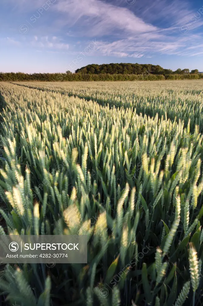 England, Nottinghamshire, Wysall. Wheat crop growing in fields in summertime.