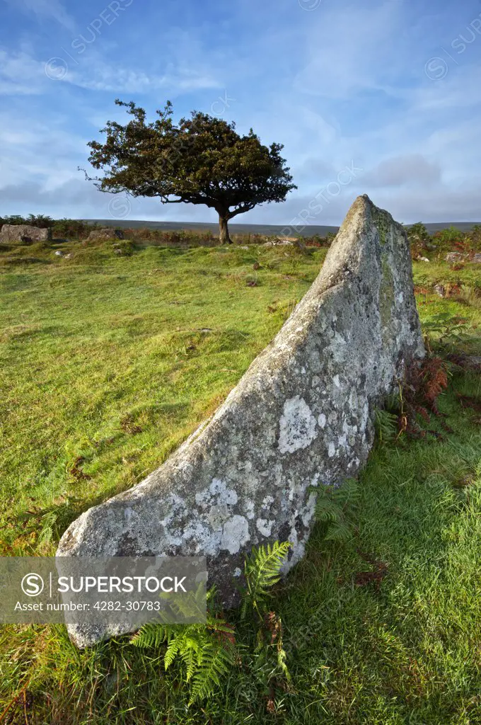 England, Devon, Combestone Tor. Granite Rock and Hawthorne Tree at Combestone Tor in Dartmoor National Park.