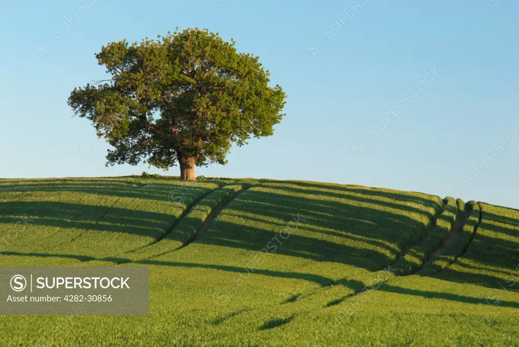 England, Kent, Newington. A lone oak tree perched on the brow of a hill at Teynham in Kent.