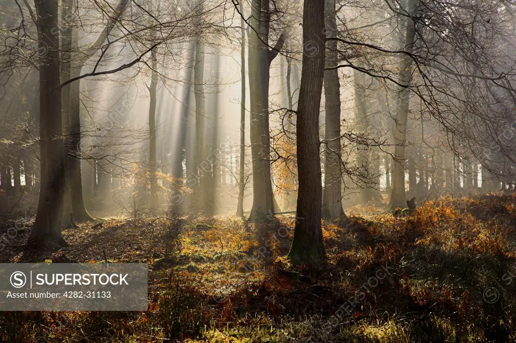 England, Gloucestershire, Parkend. Sunlight through a misty forest.