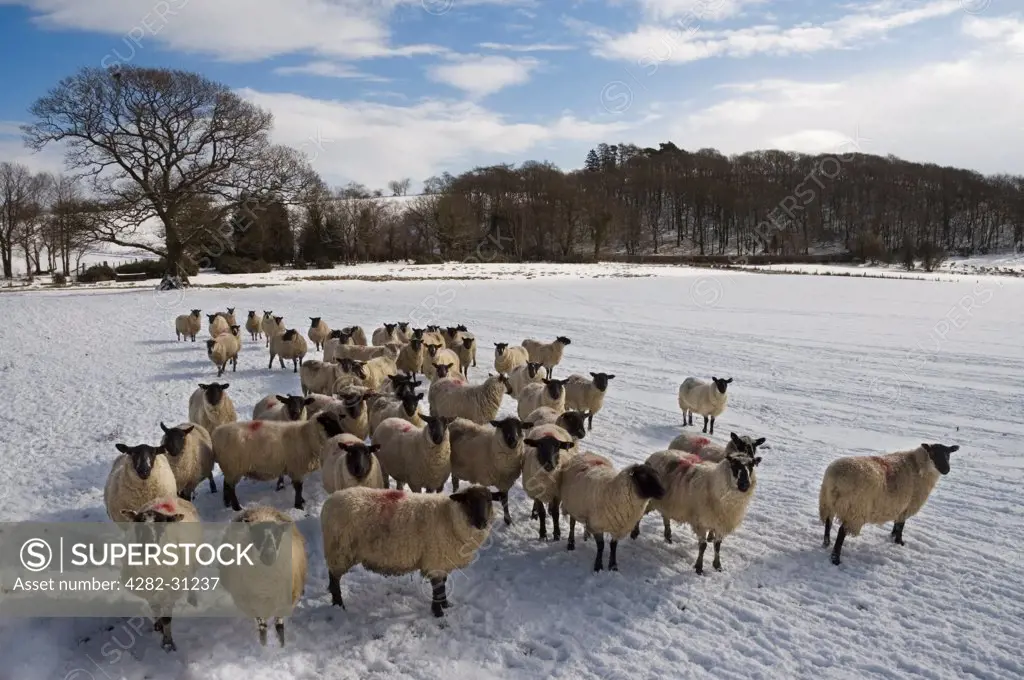 Wales, Powys, Wye Valley. Sheep waiting to be fed on a cold winters morning in the Wye Valley.