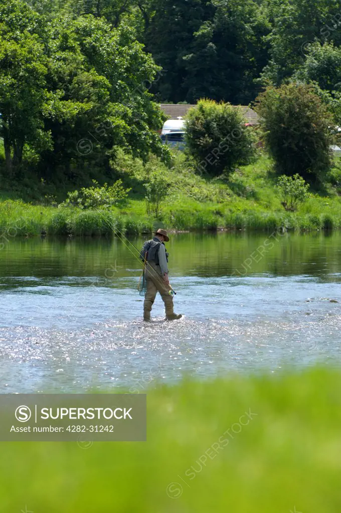 Wales, Powys, Builth Wells. A man fly-fishing in the River Wye at Builth Wells.