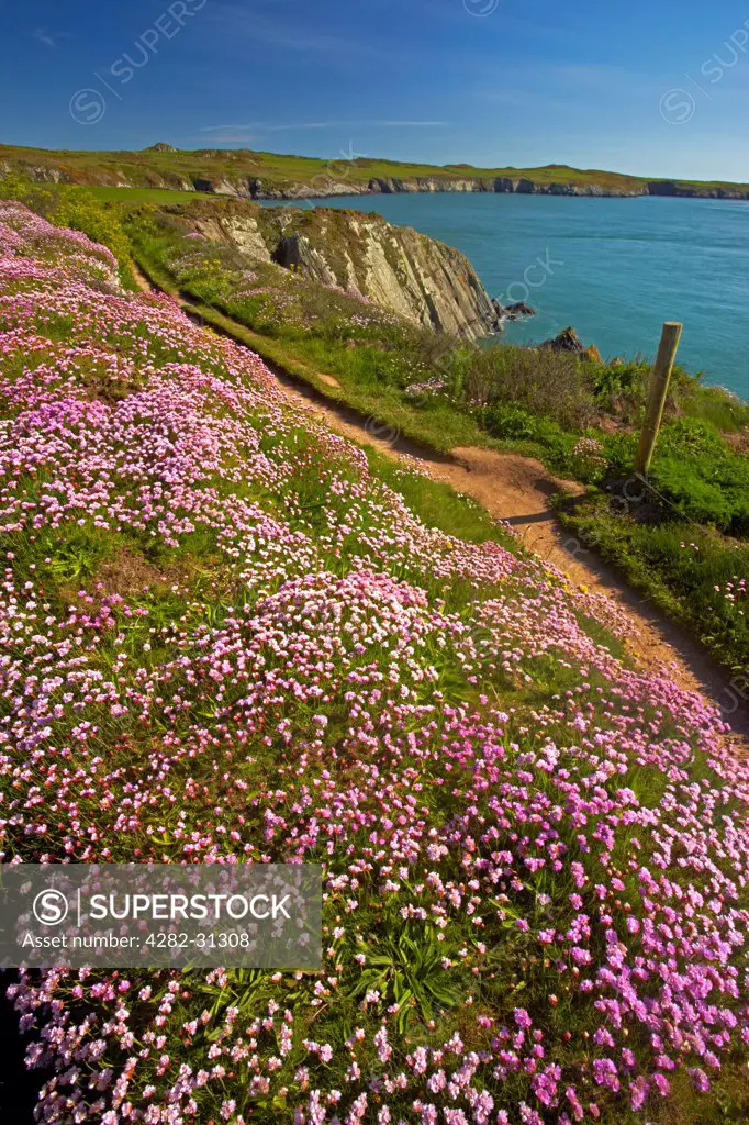 Wales, Pembrokeshire, St David's. Thrift growing along the Pembrokeshire Coastal Path overlooking Ramsey Sound near St Justinian.