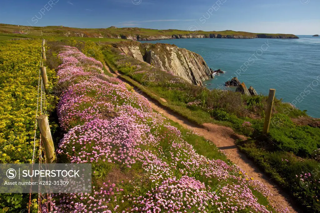 Wales, Pembrokeshire, St David's. Thrift growing along the Pembrokeshire Coastal Path overlooking Ramsey Sound near St Justinian.