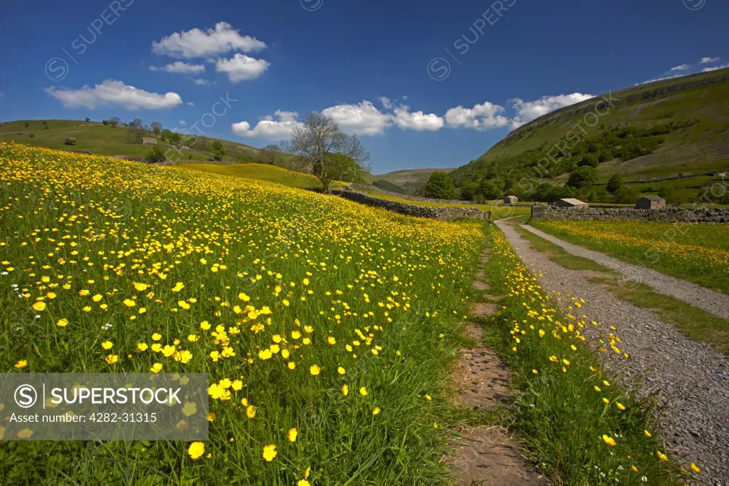 England, North Yorkshire, Muker. Track leading through buttercup meadows and stone barns in Swaledale with Kisdon Hill in distance.