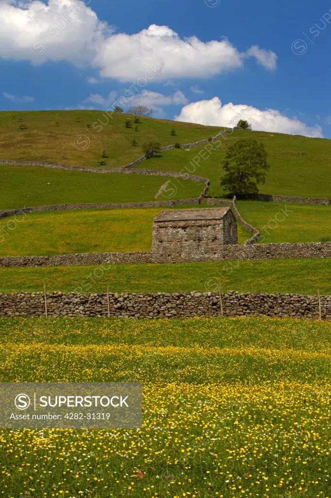 England, North Yorkshire, Keld. A stone barn and drystone walls in the buttercup meadows of Swaledale.