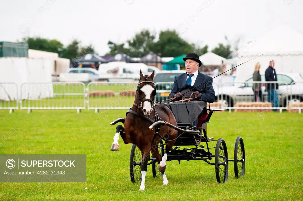 England, Essex, Orsett. A horse and carriage at the Orsett Country Show.