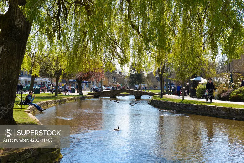 England, Gloucestershire, Bourton-on-the-Water. A weeping willow hangs over the River Windrush in Bourton-on-the-Water.