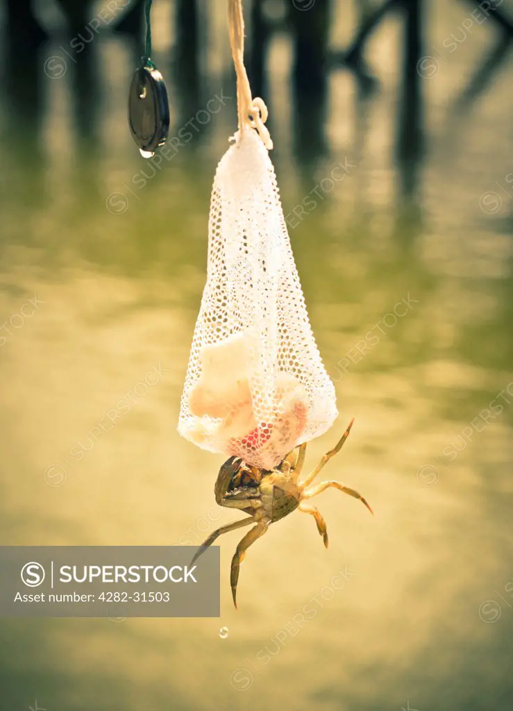 Wales, Gwynedd, Aberdovey. A crab hangs from a net of bacon bits by a pier in Aberdovey.